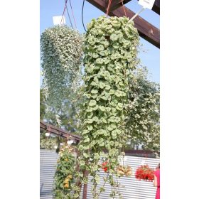  Edera Kurdybanek contro le zanzare, erba per la digestione