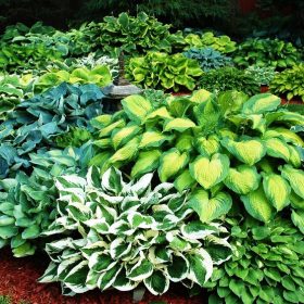    Piantine Hosta Funkia Mix Colorato 5 pz. piantine di hosta, ognuna diversa