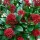  SKIMMIA JAPONICA RUBELLA SKIMIA GIAPPONESE