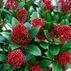  SKIMMIA JAPONICA RUBELLA SKIMIA GIAPPONESE