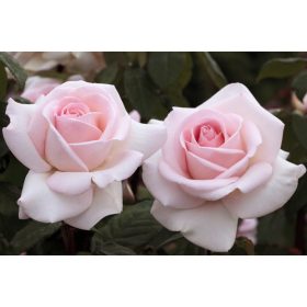  Piantina di rosa rosa in una balla