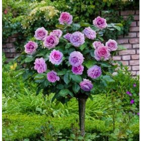  Piantina di rosa viola in contenitore da 3-5 litri