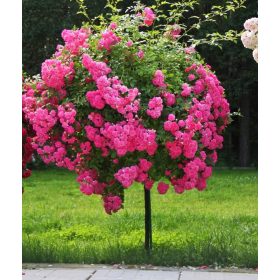  Piantina di rosa rosa in contenitore da 3-5 litri