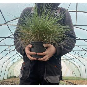    ENORME!! Piantina di semenzaio, FUCK BLU, ERBA ORNAMENTALE BIO-ANNO