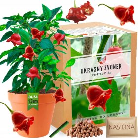    Paprika Okrasny Zvonek Kit per la coltivazione di peperoni XXL Semi ornamentali