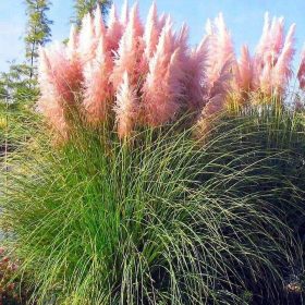    Bella erba di pampa rosa Cortaderia Selloana densa grande in un vaso da 14 cm
