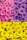  Surfinia Supertunia Mini Vista Mix di colori Set da 6 pz