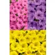  Surfinia Supertunia Mini Vista Mix di colori Set da 6 pz
