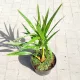  PALMA RESISTENTE AL GELO TRACHYCARPUS FORTUNEI GRANDE SEMINA IN VASO