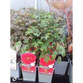  Piantina di rosa rossa in contenitore da 1-2 litri