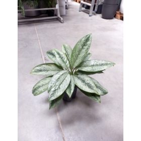    Aglaonema silver gelo 45 cm 15/19 in IDROPONICA una varietà rara