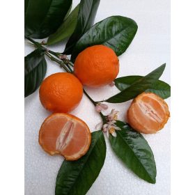  Albero di agrumi MANDARINO, alto 9 cm