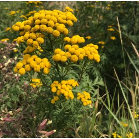  MURGERIA ANNUALE PER ZANZARE, ZECCHE, SEMI DECORATIVI