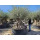  OLIVO EUROPEO OLIVO OLEA EUROPEA BONSAI 69/22