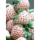  Fragoline di bosco e piantine BIANCHE in contenitore fino a 0,5 l, 3-15 cm