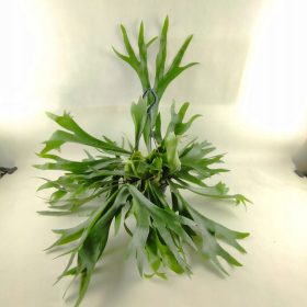    CORNA D'ALCE FELCE PLATYCERIUM BIFURCATUM MALCON FRANCESE 21Ø 55cm