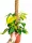  Philodendron Scandens Brasil Filodendro brasiliano cuore d'oro SU UN PALO