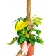  Philodendron Scandens Brasil Filodendro brasiliano cuore d'oro SU UN PALO