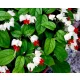  SEMINE DI CLERODENDRON THOMSON in P9