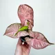  Syngonium Neon Robusta Zroślicha don.9cm