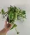  Epipremnum N'joy
