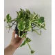  Epipremnum N'joy