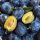  Prugna UNGHERIA vecchia varietà ORDINARIA GUSTO DALL'INFANZIA SCAVATA DALLA TERRA
