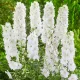  Delphinium da giardino bianco, piantine perenni, resistenti al gelo, grandi in vaso