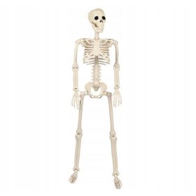    SCHELETRO UMANO SCHELETRO TESCHIO DECORAZIONE DI HALLOWEEN 93CM