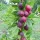  Rokula di uva spina rossa sul tronco, cespugli di frutta per il giardino, piantina