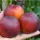  Pesche e nettarine Piantina di nettarine HARCO a radice nuda 130-150 cm