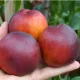  Pesche e nettarine Piantina di nettarine HARCO a radice nuda 130-150 cm