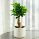  Bonsai Ficus Ficus Ginseng corona rigogliosa ALTEZZA. Tronco spesso 30 cm P 9 cm