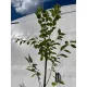  Ciliegio giapponese PRUNUS SERRULATA 'KANZAN'