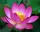  Loto rosa noce (Nelumbo Nucifera ROSA) 2 semi