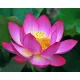  Loto rosa noce (Nelumbo Nucifera ROSA) 2 semi