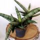  Sansevieria cylindrica Boncel - attraente forma a ventaglio, dimensioni. S