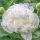  Tuberi/bulbi/rizomi di peonia bianca in confezione collettiva