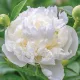  Tuberi/bulbi/rizomi di peonia bianca in confezione collettiva