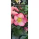  Piantina di Elleboro rosa in contenitore da 3-5 litri