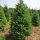  ABETE DI FRASER Abies Fraseri Conifera atipica resistente ALBERO DI NATALE VIVO 100CM