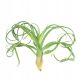  Tillandsia Curly Slim Tentacle foglie ricci Pianta aerea