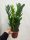  Zamioculcas Zamiofolia - Pianta di Ferro - don.13 cm