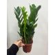  Zamioculcas Zamiofolia - Pianta di Ferro - don.13 cm