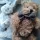  Orsacchiotto mascotte 25 cm Bukowski Design 6 m +