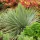  Yucca rostrata Juka Cieli di zaffiro