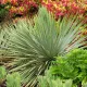  Yucca rostrata Juka Cieli di zaffiro