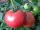  Pomodoro innestato con Honey Moon F1, piantina P9, lampone