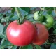  Pomodoro innestato con Honey Moon F1, piantina P9, lampone