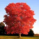  Quercia rossa FOGLIE ROSSE UNICHE IN AUTUNNO resistenti GRANDE SEMINA 180CM
